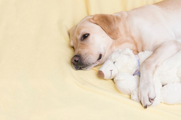 Il cane dorme su un plaid giallo