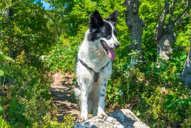 Il cane è appoggiato con le zampe anteriori su una pietra nella foresta.