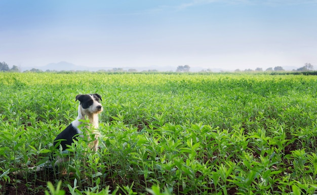 Il cane è in mezzo al campo.