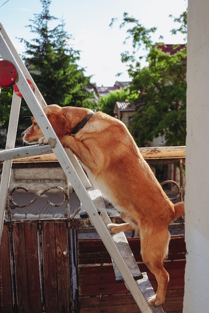 Il cane è in piedi su una scala