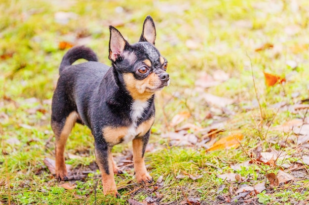 Il cane è in piedi sull'erba Chihuahua mini per una passeggiata