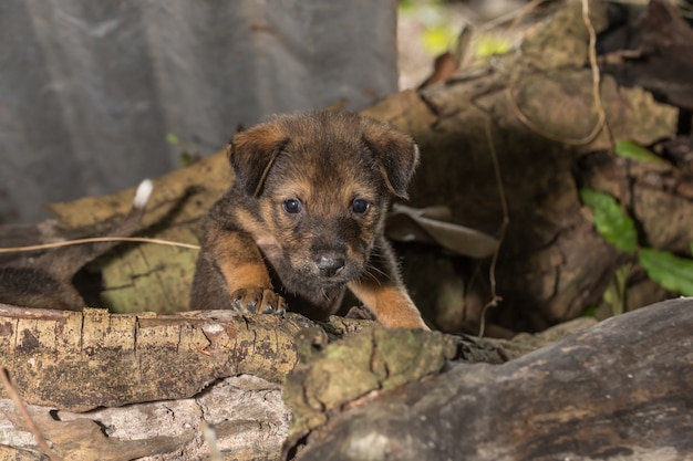 Il cane è nel mucchio.