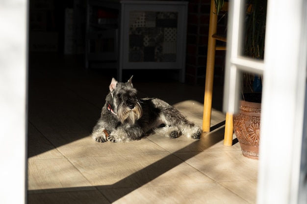 Il cane è sdraiato sul pavimento e si crogiola al sole