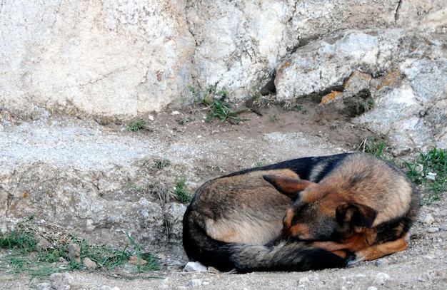 Il cane è steso a terra