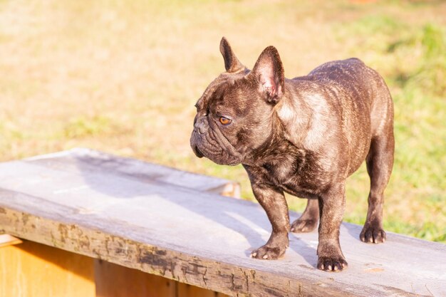 Il cane è un bulldog francese Giovane bulldog francese nero con colore tigrato