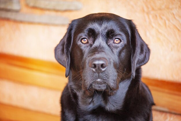 Il cane è un Labrador retriever nero Un giovane cane su sfondo beige Un animale domestico un animale