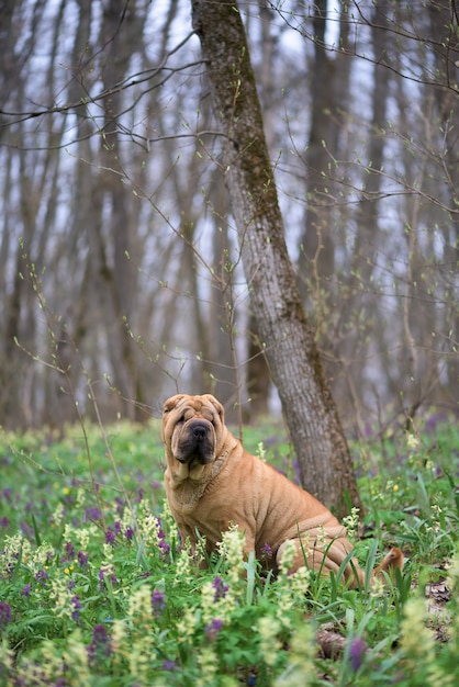 Il cane è uno Shar-Pei di razza nei boschi. foresta di primavera con fiori