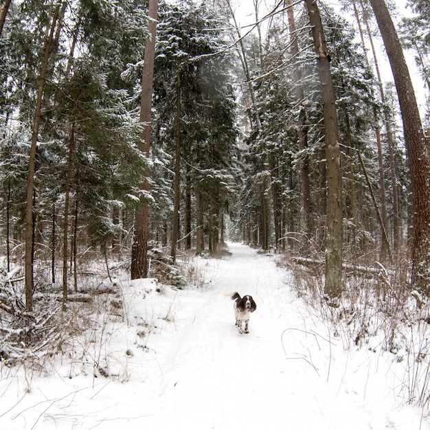 Il cane esegue lo spaniel inglese da salto nella foresta dell&#39;inverno