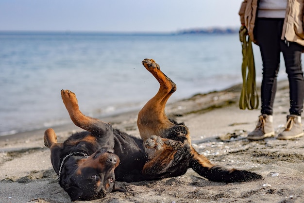 Il cane fa capriole sulla spiaggia vicino al mare e alla padrona