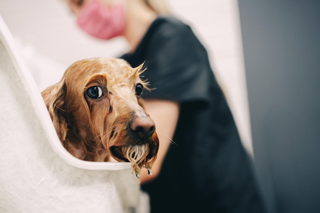 Il cane fa il bagno in bagno