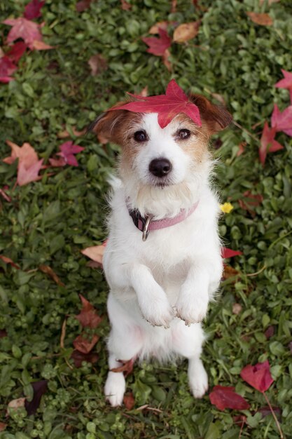 IL CANE FELICE CON UNA FOGLIA DI AUTUNNO ROSSA HA COPERTO LA SUA TESTA ED INSIEME SU DUE GAMBE POSTERIORI.