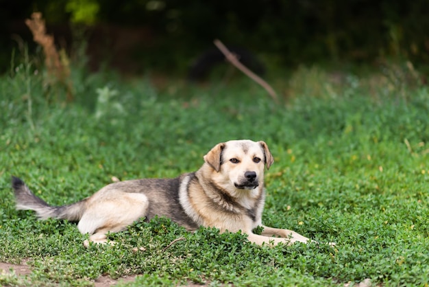 Il cane felice si trova sull'erba verde del parco con uno sfondo sfocato Guardando nella telecamera Camminando con un cane in estate nel parco