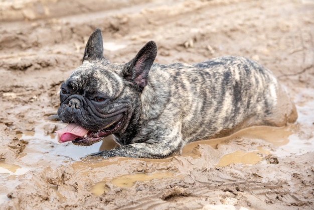 Il cane giace in una pozzanghera fangosa.