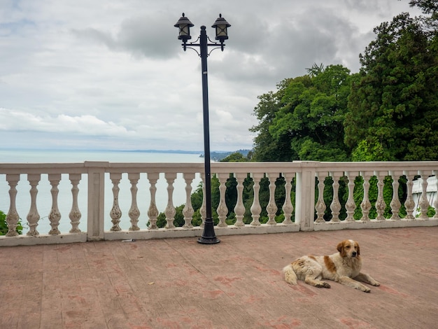 Il cane giace sul balcone L'animale si riposa Animali domestici preferiti Il cane rosso dorme sul terrazzo