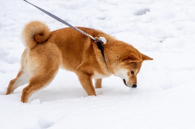 Il cane giace sul ghiaccio bellissimo cane shiba inu sdraiato davanti alla cascata di ghiaccio in piedi sulla neve