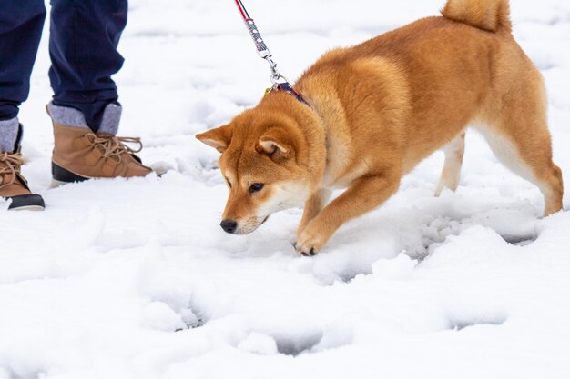 Il cane giace sul ghiaccio bellissimo cane shiba inu sdraiato davanti alla cascata di ghiaccio in piedi sulla neve