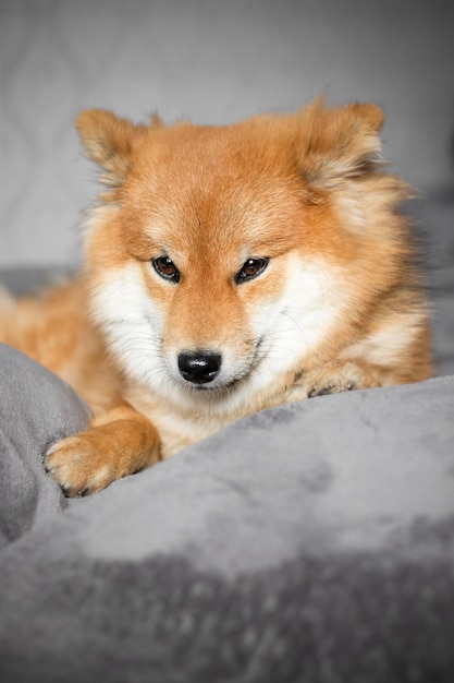 Il cane giapponese shiba inu giace sul letto e sembra Bellissimo cane rosso