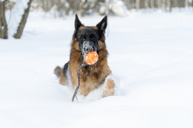 Il cane gioca a palla nella neve profonda