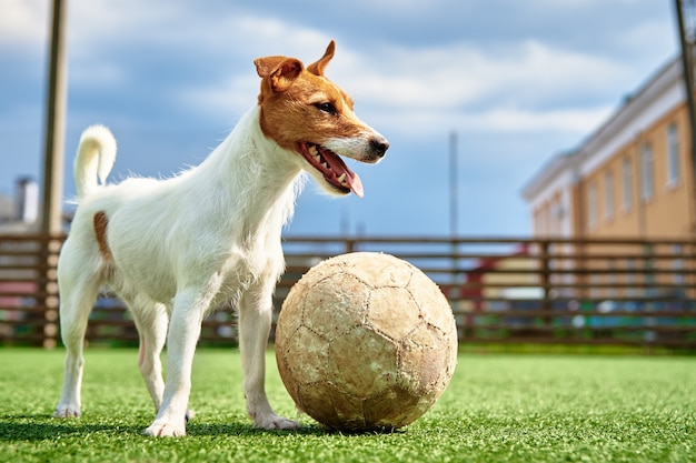 Il cane gioca con il pallone da calcio sull'erba verde