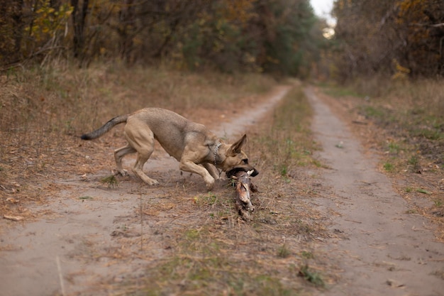 Il cane gioca con un bastone nella foresta