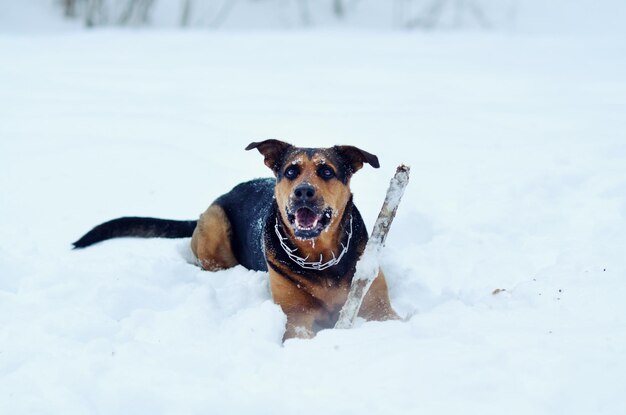 Il cane gioca nella neve