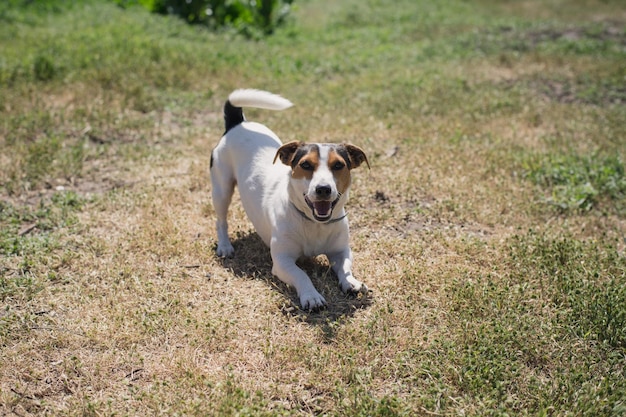 Il cane gioca sull'erba