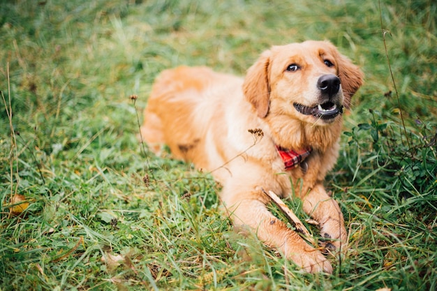 Il cane golden retriever gode di un sogno e giace allegro sull'erba