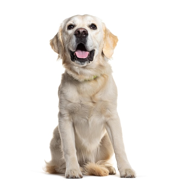 Il cane golden retriever seduto e ansimante isolato sul bianco
