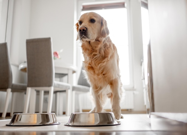 Il cane golden retriever si trova vicino alla ciotola in cucina