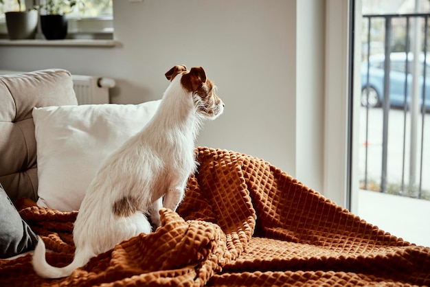 Il cane guarda la finestra