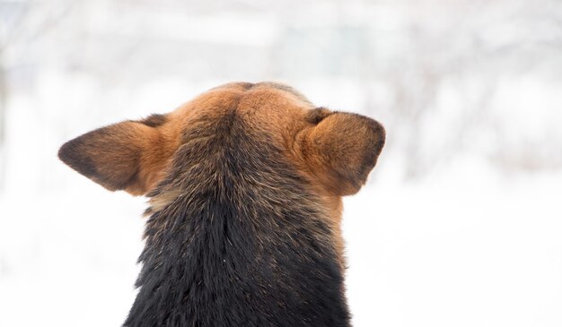 Il cane guarda la foresta invernale. Il cane è dietro_