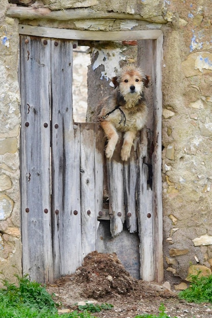 Il cane ha chiamato il cane domestico o può