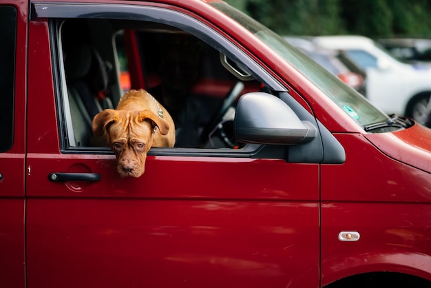 Il cane ha messo la testa fuori dal finestrino dell'auto