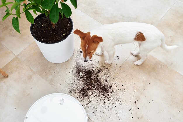 Il cane ha sparso del terreno vegetale sul pavimento. Pet concetto di danno. Robot aspirapolvere pavimento pulito