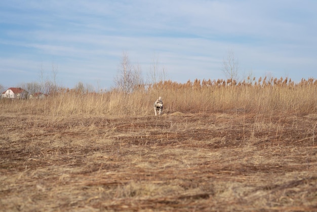 Il cane Husk gioca e corre per il campo estivo