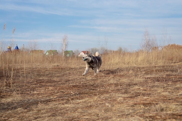 Il cane Husk gioca e corre per il campo estivo