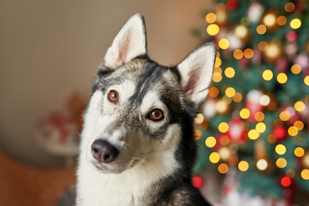 il cane husky di nuovo anno è seduto vicino all'albero di Natale