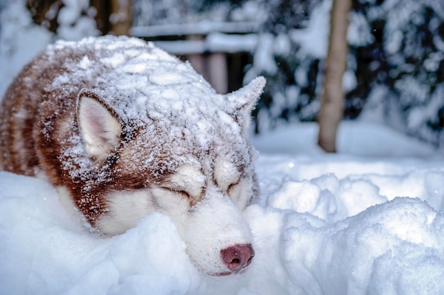 Il cane husky dorme nella neve. Husky siberiano rosso coperto di neve