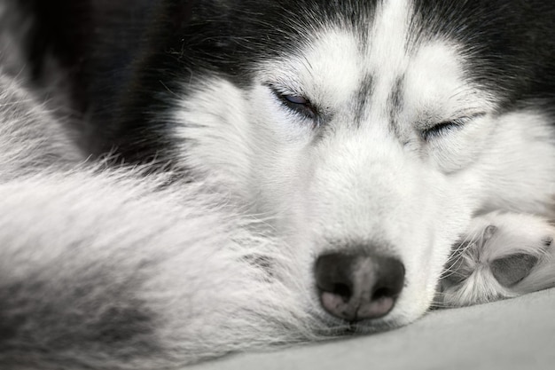 Il cane husky dorme rannicchiato sul divano, primo piano, vista frontale