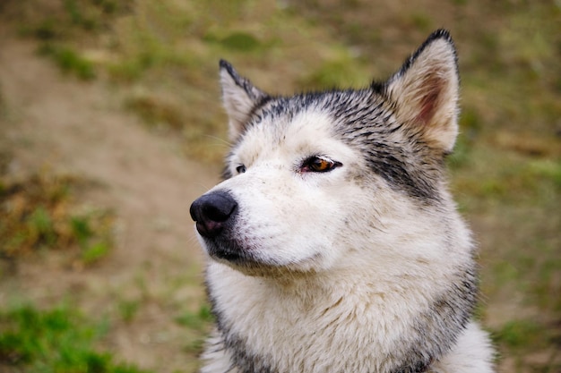 Il cane husky drizzò le orecchie e annusò l'aria.