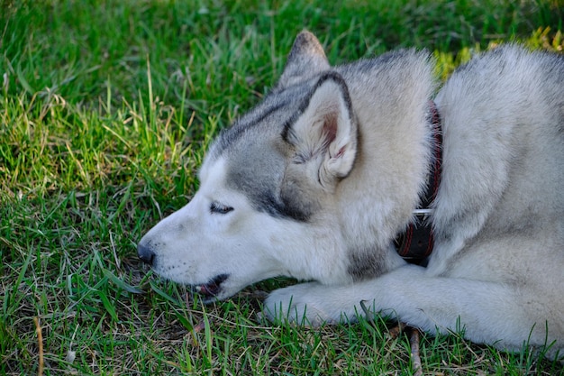 Il cane Husky è sdraiato sull'erba verde del parco.