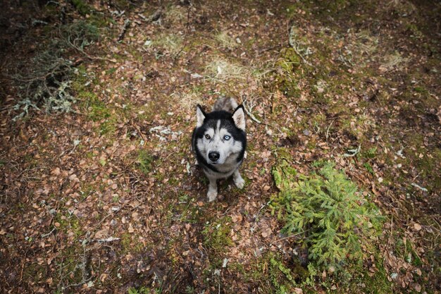 Il cane Husky è seduto nella foto della foresta con un obiettivo ad angolo largo