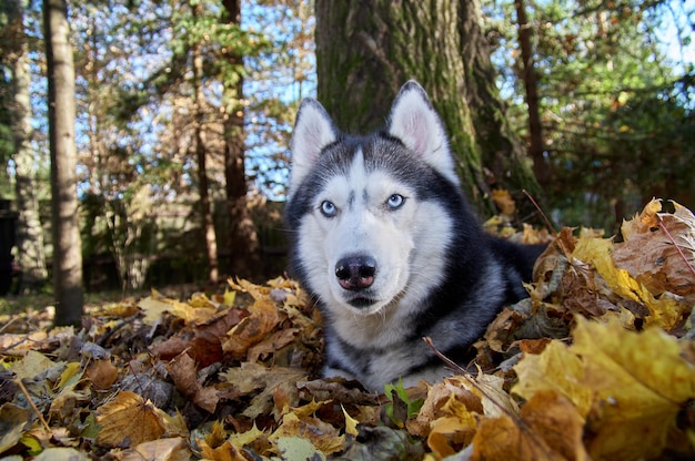 Il cane husky giace tra le foglie cadute.