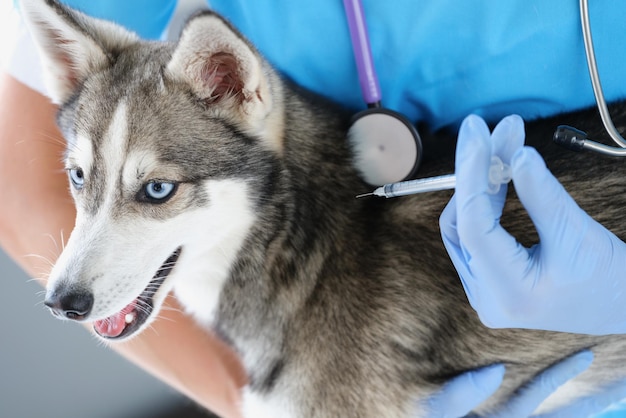 Il cane husky lanuginoso riceve un'iniezione dal trattamento medico veterinario per il recupero