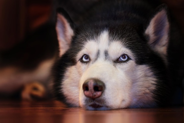 Il cane husky rosso è sdraiato sulla neve