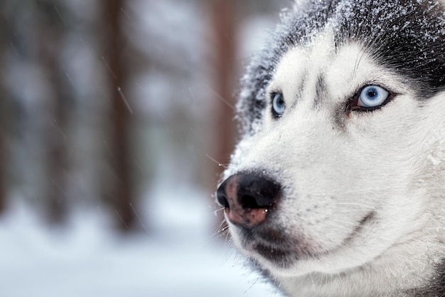 Il cane husky rosso è sdraiato sulla neve