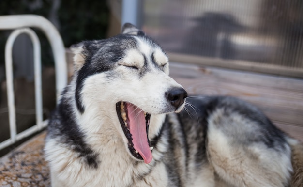 Il cane husky sbadiglia in cortile