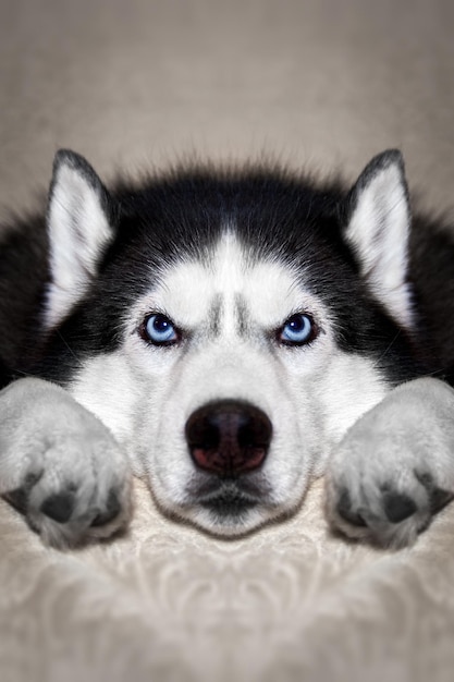 Il cane husky siberiano è sdraiato sul letto Il cane husky mette la testa tra le zampe e guarda la telecamera Ritratto un cane con gli occhi azzurri vista frontale Primo piano