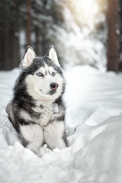 Il cane husky siberiano giace sulla neve