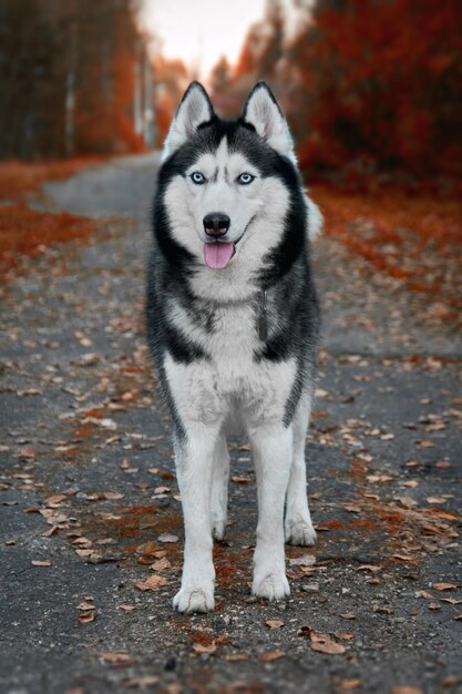 Il cane husky siberiano si trova sul sentiero nel parco autunnale